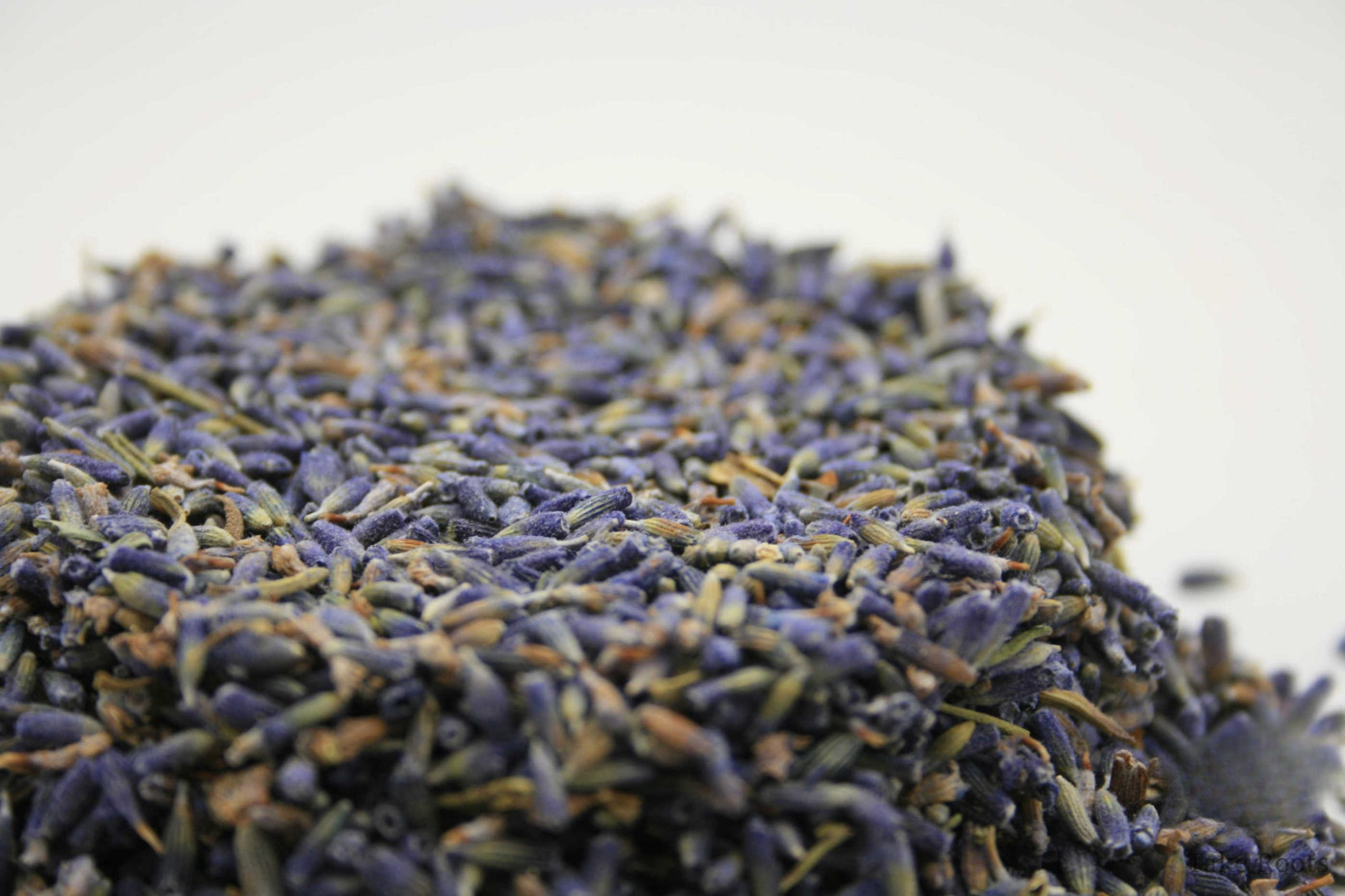 Lavendelblüten blau, Lavandula angustifolia