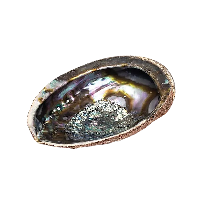 Grüne Abalone Räucherschale | Haliotis fulgens aus Mexiko