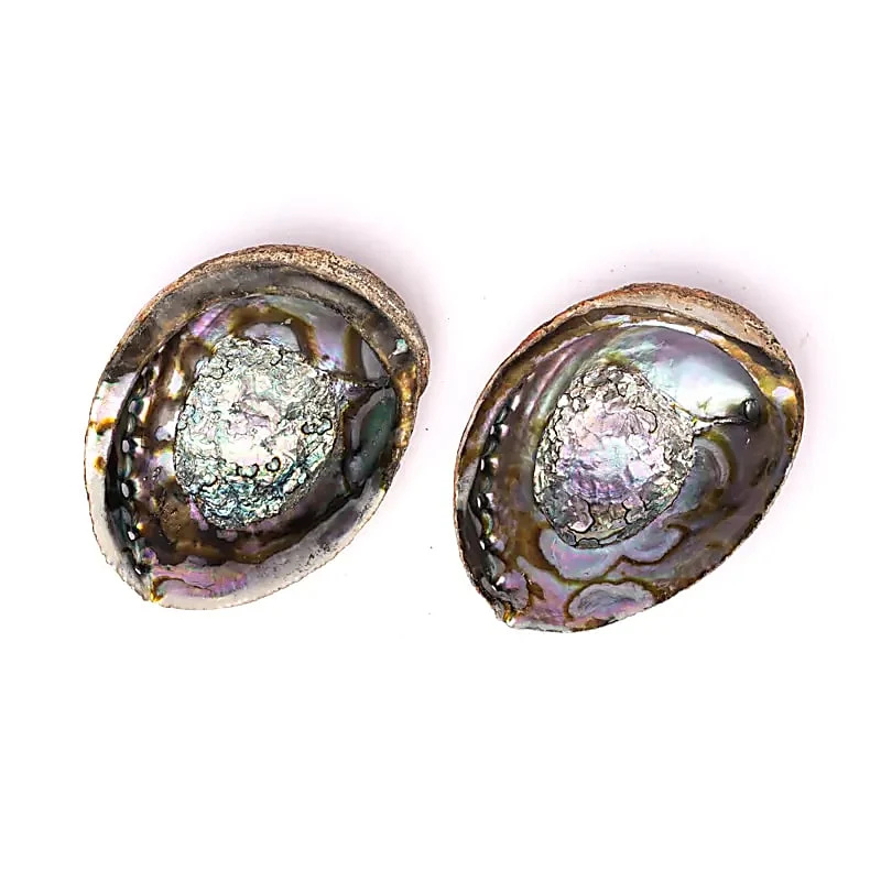 Grüne Abalone Räucherschale | Haliotis fulgens aus Mexiko