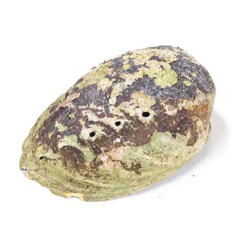 Regenbogen Abalone Paua | Natürliche Räucherschale aus Neuseeland
